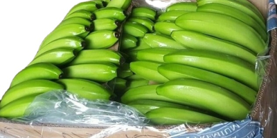 Bananas frescas Cavendish a la venta contáctenos para más