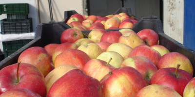 Manzanas ecológicas de la variedad pinova y florina