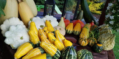 Venderé una gran cantidad de hermosas calabazas frescas adecuadas