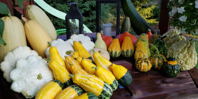 Venderé una gran cantidad de hermosas calabazas frescas adecuadas