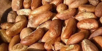 Tipo: Nueces de cola amargas (Garcinia Kola) Proteína cruda