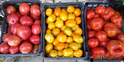Venderé tomates de campo - redondos, lima - grandes