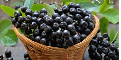 Venderé aronia desgarrada a mano, bajo pedido, suministro de