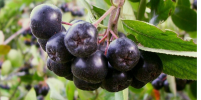 Venderé aronia desgarrada a mano, bajo pedido, suministro de