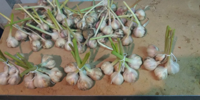 Ofrezco ajo de primavera Jarus de mi plantación orgánica