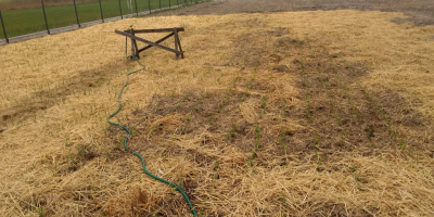 Ofrezco ajo de primavera Jarus de mi plantación orgánica