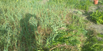 Ofrezco ajo de primavera Jarus de mi plantación orgánica