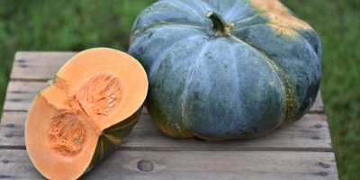 Tengo diferentes variedades de calabazas comestibles en cultivo sin