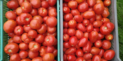 Venta de tomates molidos redondos y lima (ovoide). Tomates