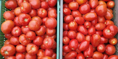 Venta de tomates molidos redondos y lima (ovoide). Tomates