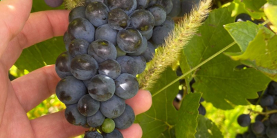 Vendo uvas PINOT NOIRE y MERLOT para vino de