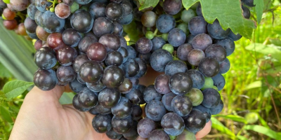 Vendo uvas PINOT NOIRE y MERLOT para vino de