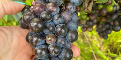 Vendo uvas PINOT NOIRE y MERLOT para vino de