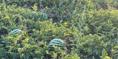 Melones con corazón rosa, 5-12 kg