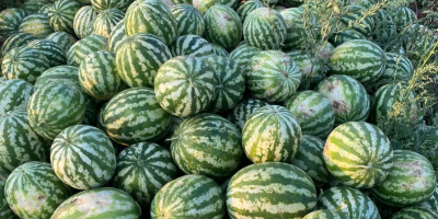 Melones con corazón rosa, 5-12 kg