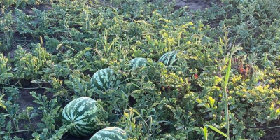 Melones con corazón rosa, 5-12 kg