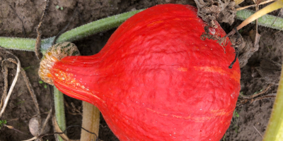 Venderé calabazas hokkaido, orgánicas y certificadas. Bonito color, sin