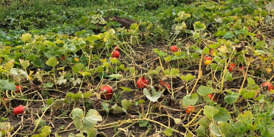 Venderé calabazas hokkaido, orgánicas y certificadas. Bonito color, sin