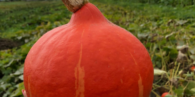 Venderé calabazas hokkaido, orgánicas y certificadas. Bonito color, sin