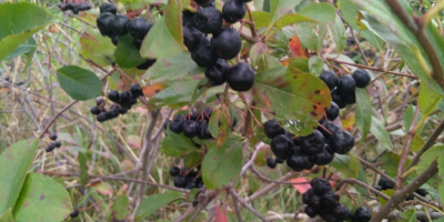 Siéntase libre de comprar fruta chokeberry. Se rasga de