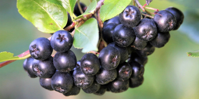 Aronia de cosecha propia en venta. No se utilizaron