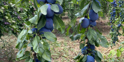 ¡Ciruelas Stanley a la venta! 2 lei / kg,