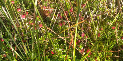 Arándano de pantano