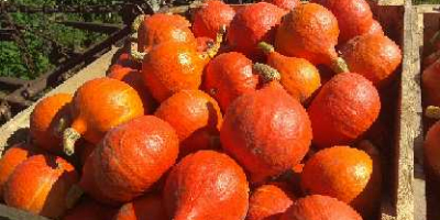 Venderé una calabaza hokkaido de hermosos colores.