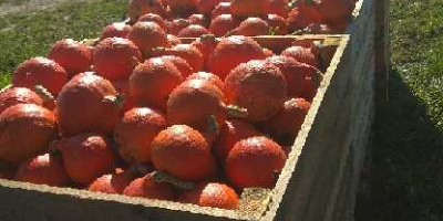 Venderé una calabaza hokkaido de hermosos colores.