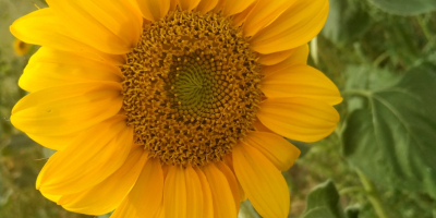 Venderé girasoles decorativos cortados a precio de flor a