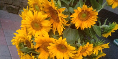 Venderé girasoles decorativos cortados a precio de flor a