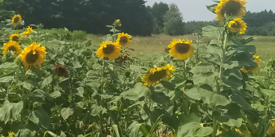 Venderé girasoles decorativos cortados a precio de flor a