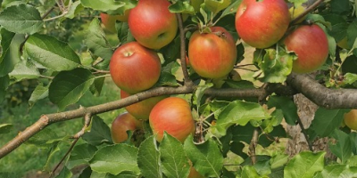 Manzanas de diferentes variedades, Idared, Jonathan, Generos, Florina, doradas.