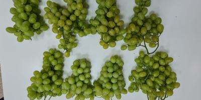 Comedor, postre en forma de uvas. Los racimos son