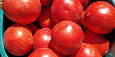 Vendo tomates para caldo 1,20 RON kg Tel no.