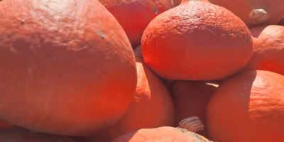 Hola, vendo bonitas y jóvenes calabazas de Hokkaido. Creció