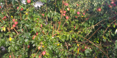 Vendo manzanas 100% orgánicas, varias variedades. El huerto está