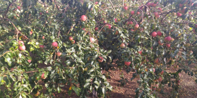 Vendo manzanas 100% orgánicas, varias variedades. El huerto está