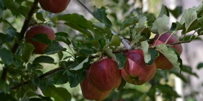 Venderé manzanas 100% orgánicas, varias variedades. El huerto está