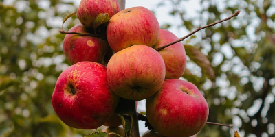 Venderé manzanas 100% orgánicas, varias variedades. El huerto está