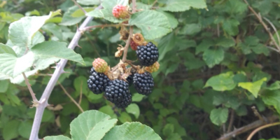 Vendo moras frescas por encargo y cantidad.