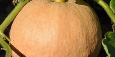 a la venta calabazas obesas peso 8-15 kg suelo