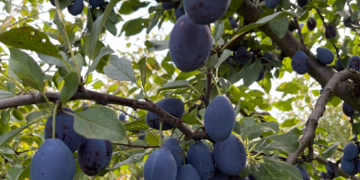 Venderé una ciruela por brandy de Stanley y Hungría