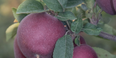 Ofrece manzanas de la variedad Adams, tamaños superiores a