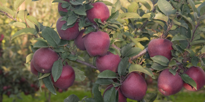 Ofrece manzanas de la variedad Adams, tamaños superiores a