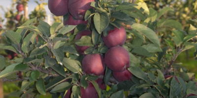 Ofrece manzanas de la variedad Adams, tamaños superiores a