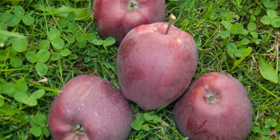 Ofrece manzanas de la variedad Adams, tamaños superiores a