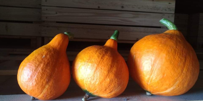 Venderé calabazas de Hokkaido, calidad de mercado, alrededor de