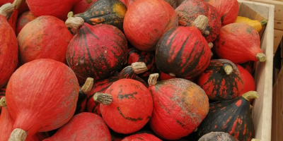 Venderé calabazas de Hokkaido, calidad de mercado, alrededor de