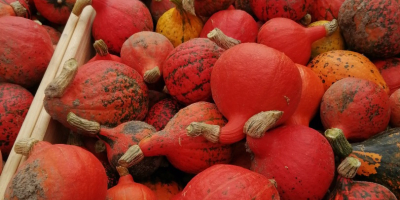 Venderé calabazas de Hokkaido, calidad de mercado, alrededor de